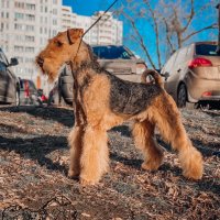 SHER SHARON - SHER SHARONGrandchampion of Russia, Champion of Russia, Champion of the National Airedale Terrier Club, 3*RKF, 6*BOB, 3*BOS, 3*CACIB, BIG, BIG-3, BIG-4, HD-A, ED-O.Рожд. 24.09.2017 (о. Int. Ch. Sher Wild Thorn &amp;amp; м. Ch. Sher Skalli II) Владелец: Остапенко Оксана (г. Москва)